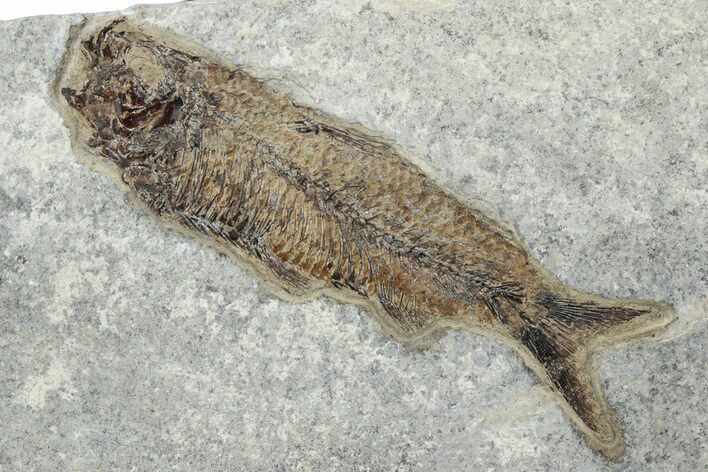 Detailed Fossil Fish (Knightia) - Wyoming #233869